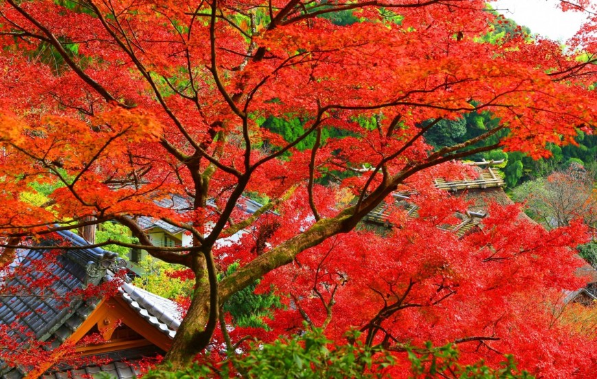 大興善寺
