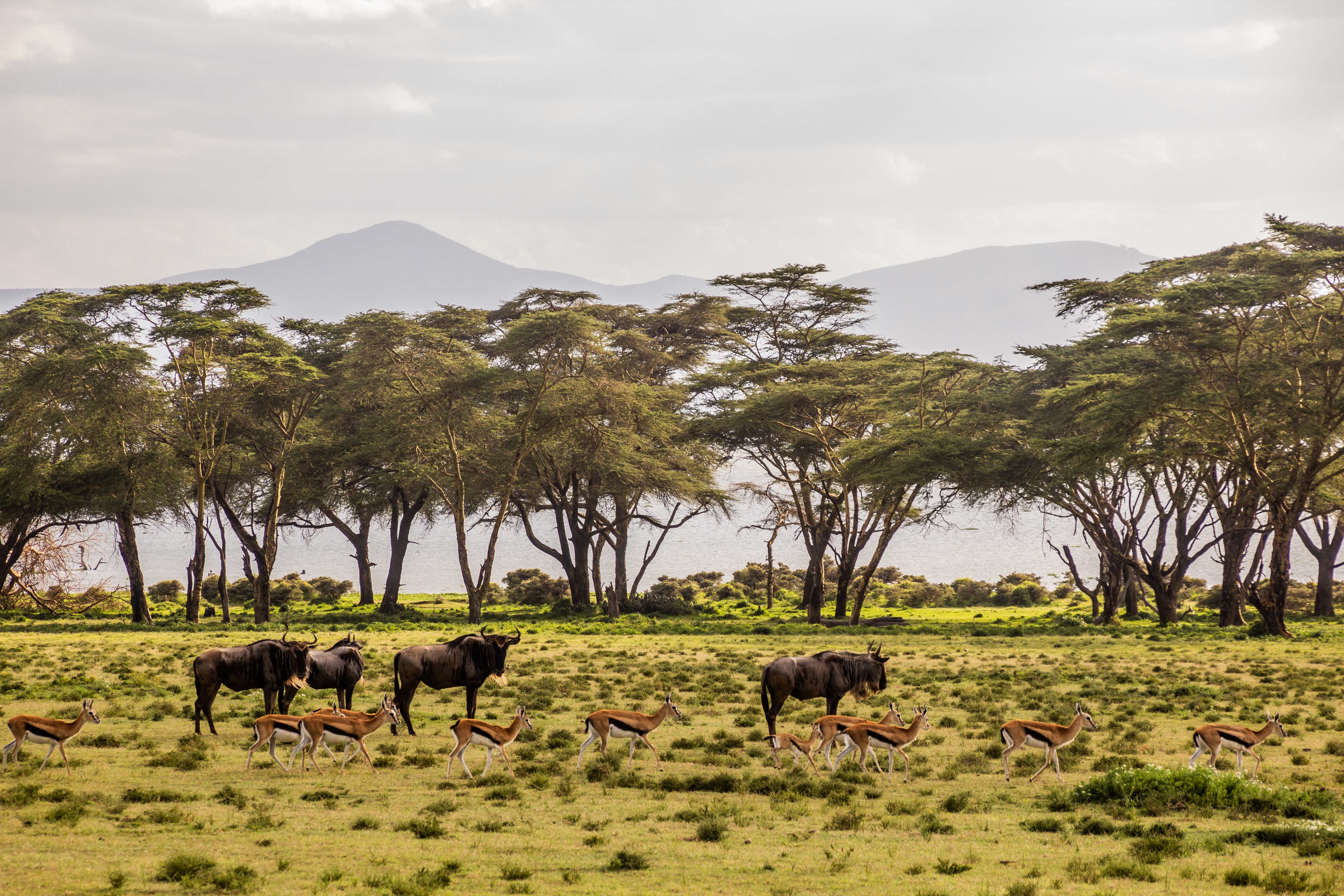 甜水保護區 Ol Pejeta Conservancy