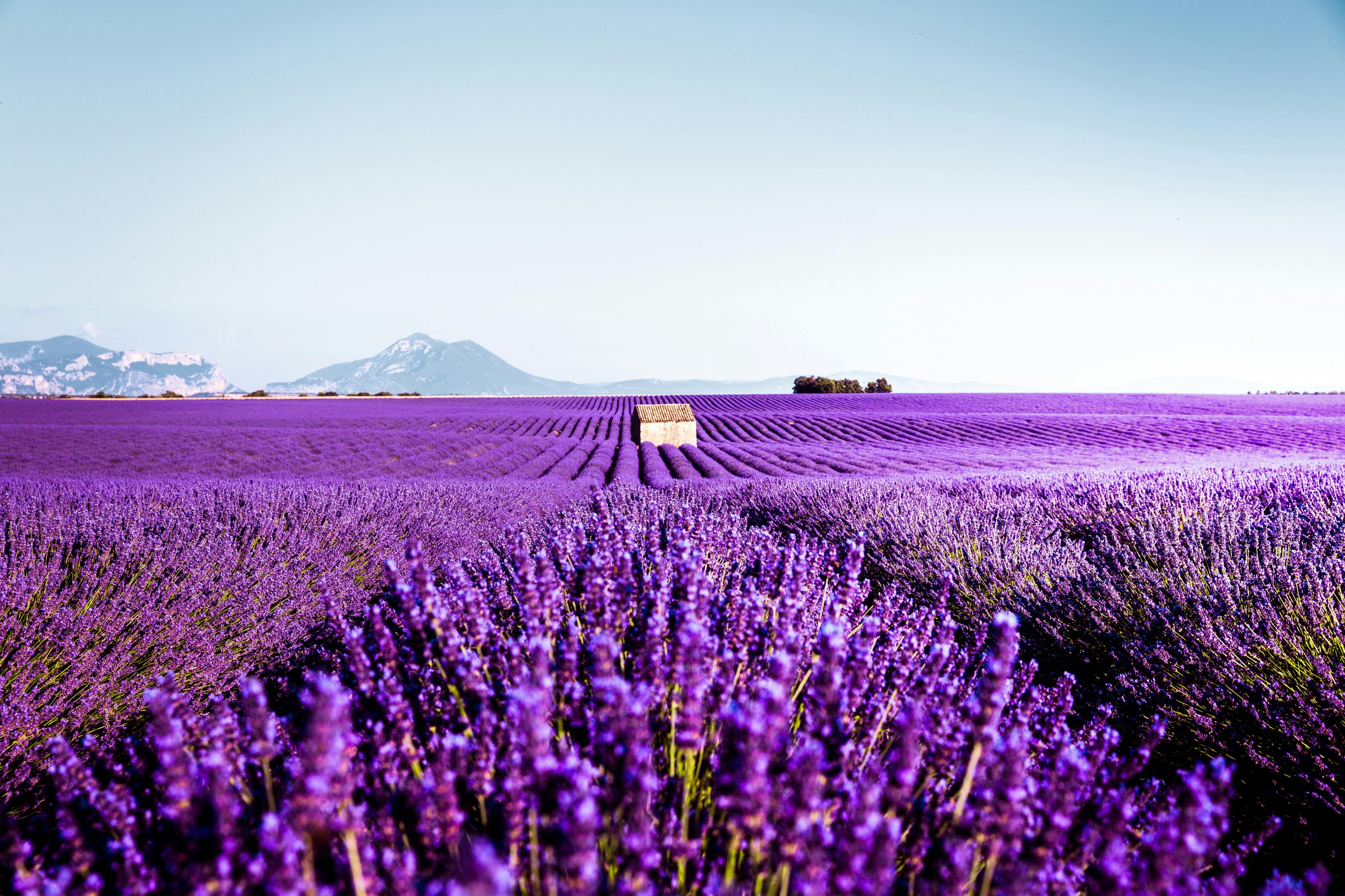 瓦朗索爾 Valensole